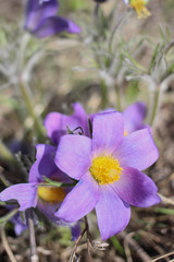 The first spring flowers pulsatilla vulgaris