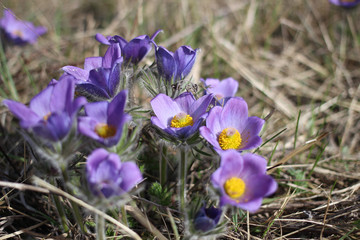 The first spring flowers pulsatilla vulgaris