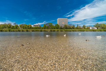 Isar bei München Thalkirchen mit Schwänen, Enten und Gänsen