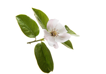 Quince flower
