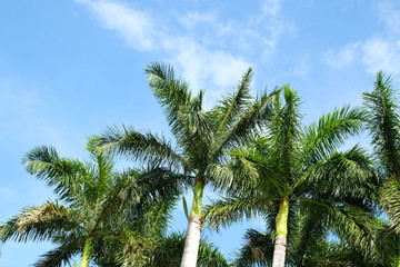 Obraz na płótnie Canvas Summer sky with palm trees