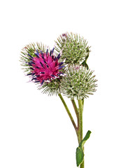 Fresh thistle flower isolated on a white background
