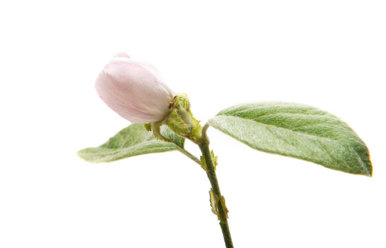 Fototapeta Quince flower