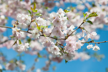 Sakura. Cherry blossoms japan. Pink spring blossom background.