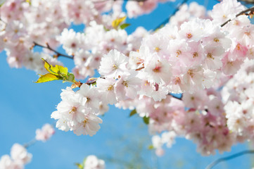 Sakura. Cherry blossoms japan. Pink spring blossom background.