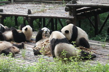 Breakfast time with family pandas