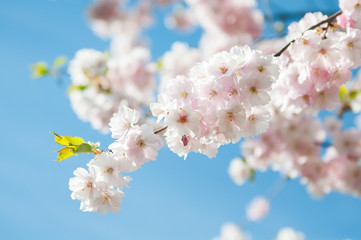 Sakura. Cherry blossoms japan. Pink spring blossom background.