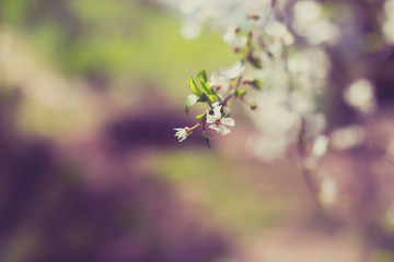 White blossom and leaves