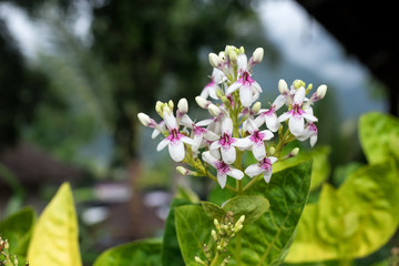 Flowers background outdoors, Bali island, Indonesia.