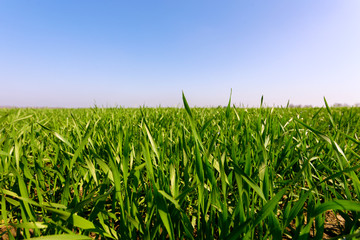 spring green field