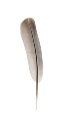 Fototapeta na wymiar Bird's feather isolated