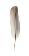 Bird's feather isolated