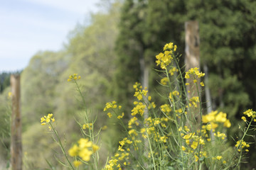 菜の花