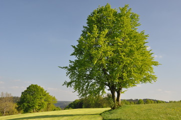 Landschaft