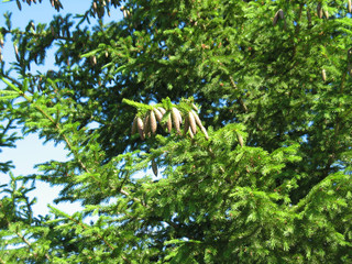 Obraz premium branch of fir with cones