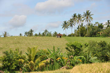 Fototapeta na wymiar Bali Munduk