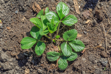 A bush of strawberry garden in the soil