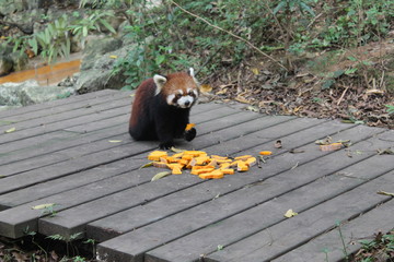 Red panda take lunch 