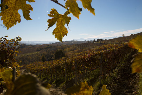 Weinreben, Weinberg, Piemont, Herbst