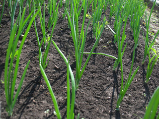 spring onions