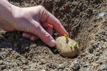 Planting potatoes with sprouts in the hole