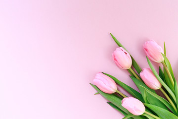 Pink tulips on the pink background. Flat lay, top view.  Valentines background.