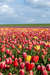 Blooming tulips during spring