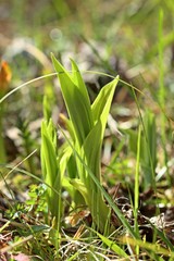 Gelber Frauenschuh (Cypripedium calceolus) im Austrieb