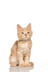 The cat on white background