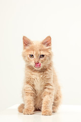The cat on white background