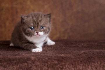Niedliche Britisch Kurzhaar BKH Babykatze - Kitten 