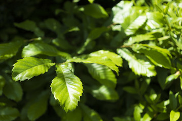 新緑の葉