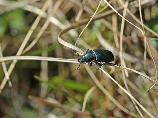 Männlicher Kleiner Rehschröter  (Platycerus caraboides)
  