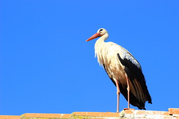 White stork on house 