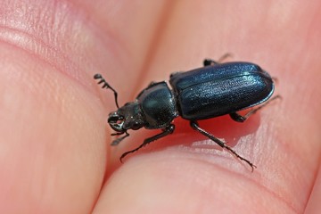 Männlicher Kleiner Rehschröter  (Platycerus caraboides)
  