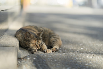 丸くなって昼寝をする子猫