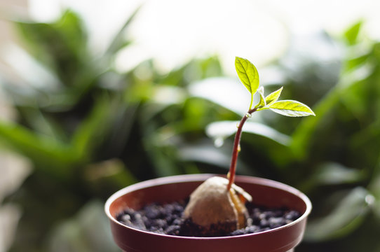 A young fresh avocado sprout with leaves grows from a seed in a pot. Selective focus.