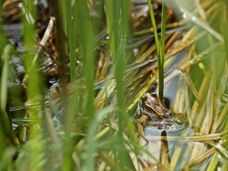 Grasfrosch (Rana temporaria) im Teich
