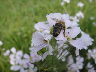 blume bees weiss frühling aufblühen natur green pflanze blühen makro schönheit gras wiese tier biene 