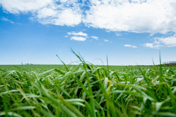 Obraz premium Green grass, a distant prospect, clean air and a beautiful blue sky
