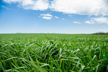 Green grass, a distant prospect, clean air and a beautiful blue sky