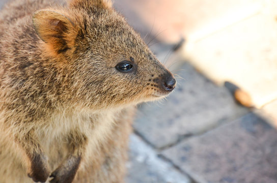 Quokka that seems to think something