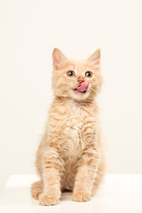 Obraz premium The cat on white background