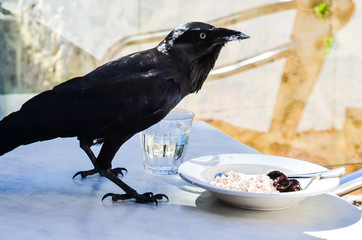 A crow that elegantly eats breakfast