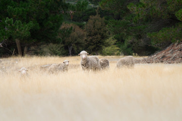Flock of Sheep, New Zealand