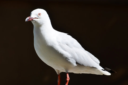 Seagulls shining in the darkness