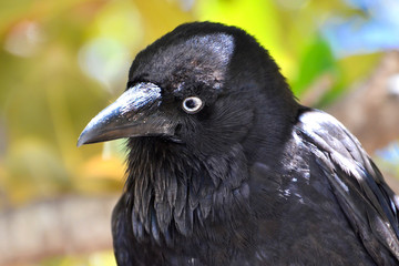 gentle eyes of australian raven