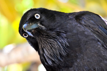 great moustache of australian raven