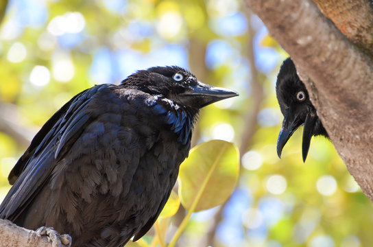 Two good crow, actually there are Australian Raven
