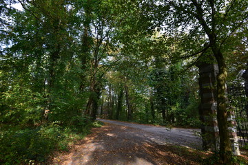 Fototapeta premium Path in the forest